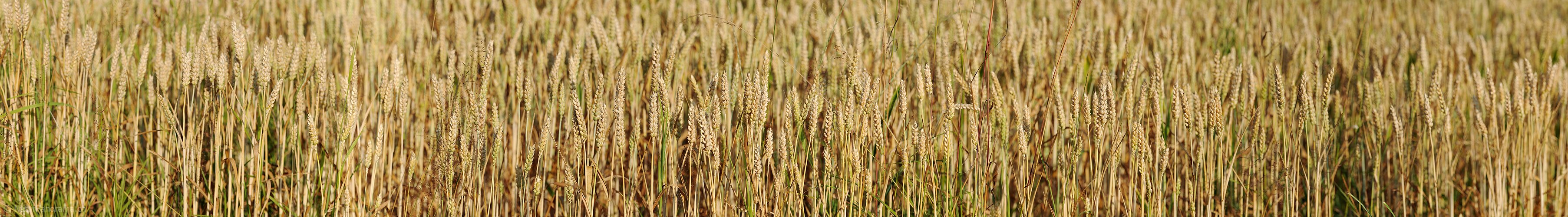 P013187: Panoramafoto Kornfeld (Nahaufnahme)
