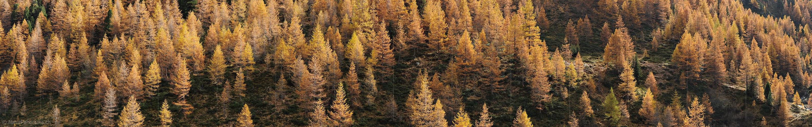 P013857a: Panoramafoto Herbstlich gefärbter Lärchenwald