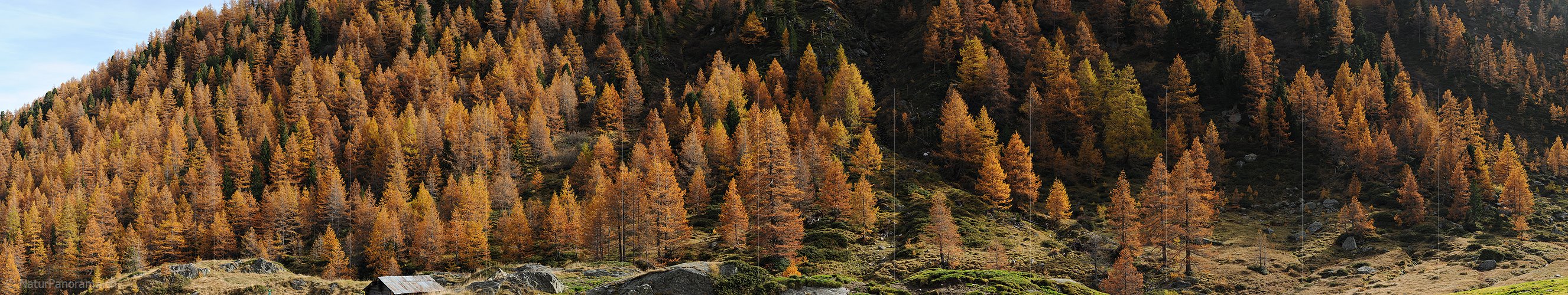 P013858: Grosses Panoramafoto Herbstlich gefärbter Lärchenwald