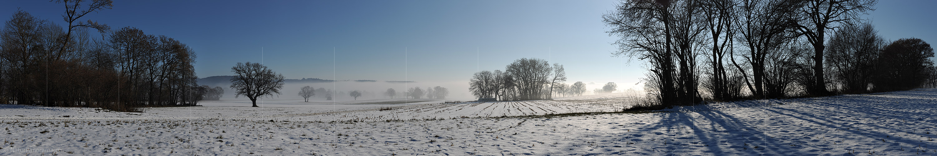 P014011: Panorama Individual trees and groups of trees in the upcoming fog