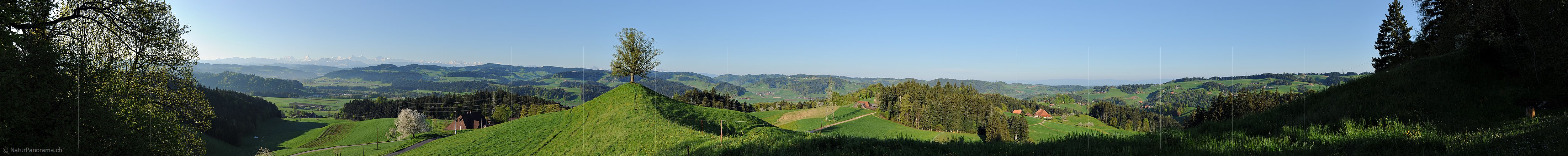 P014281a: Panoramafoto Einzelbaum in Emmentaler Hügellandschaft