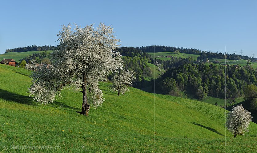 P014284: Grosses Panoramafoto Blühender Kirschbaum