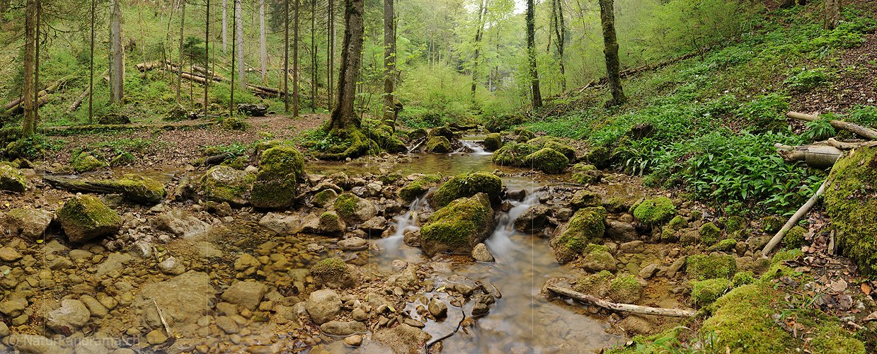P014431: Panoramabild Bach in Frühlingswald
