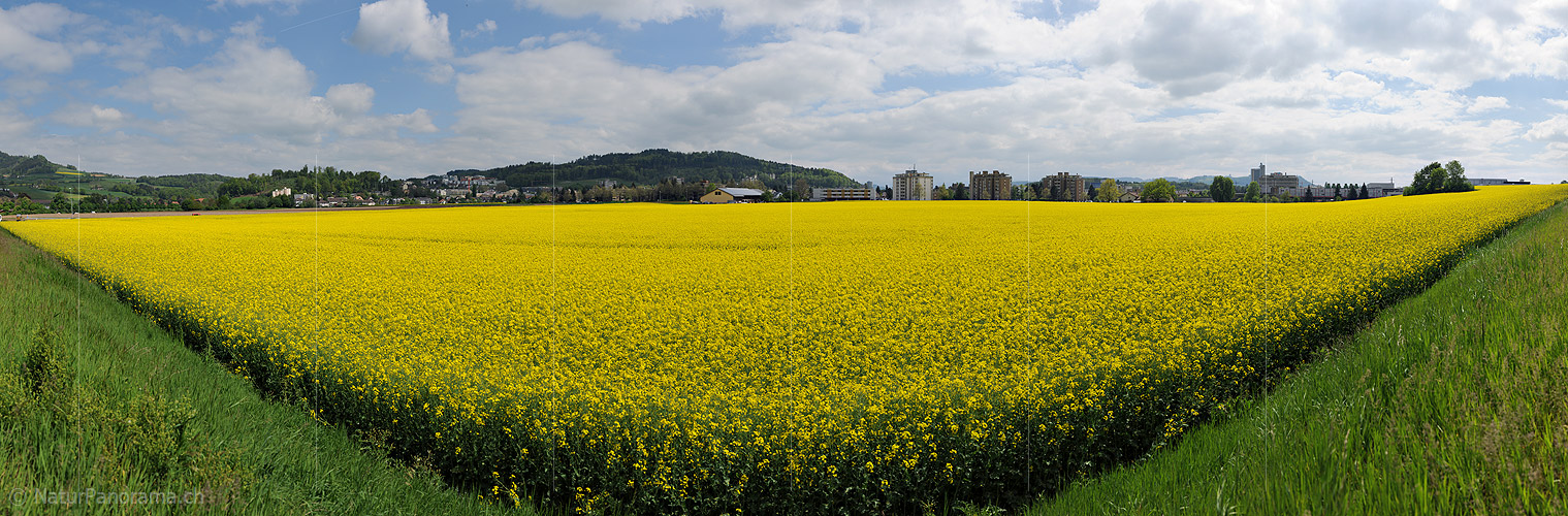 P014473: Panoramafoto Blühendes Rapsfeld in urbaner Umgebung