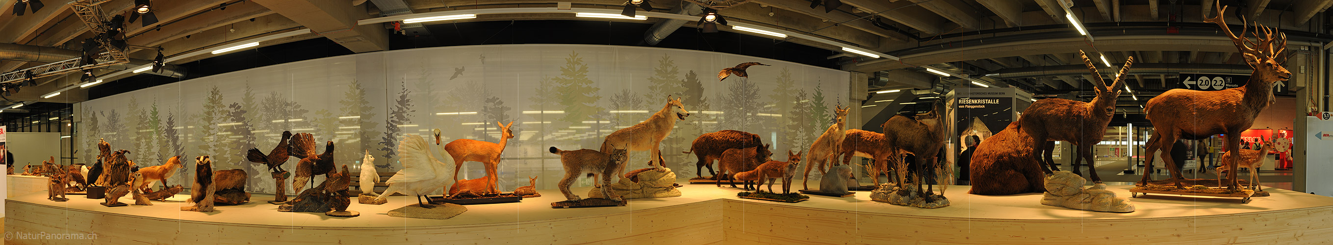 P014482: Panoramafoto Einheimische Wildtiere