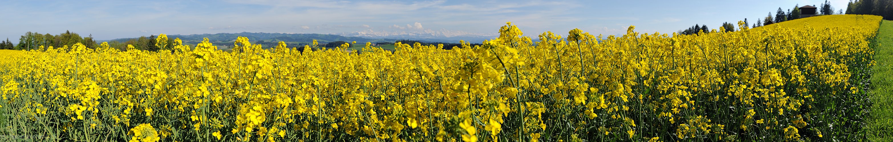 P014506: Panoramafoto Blühendes Rapsfeld mit den Alpen im Hintergrund