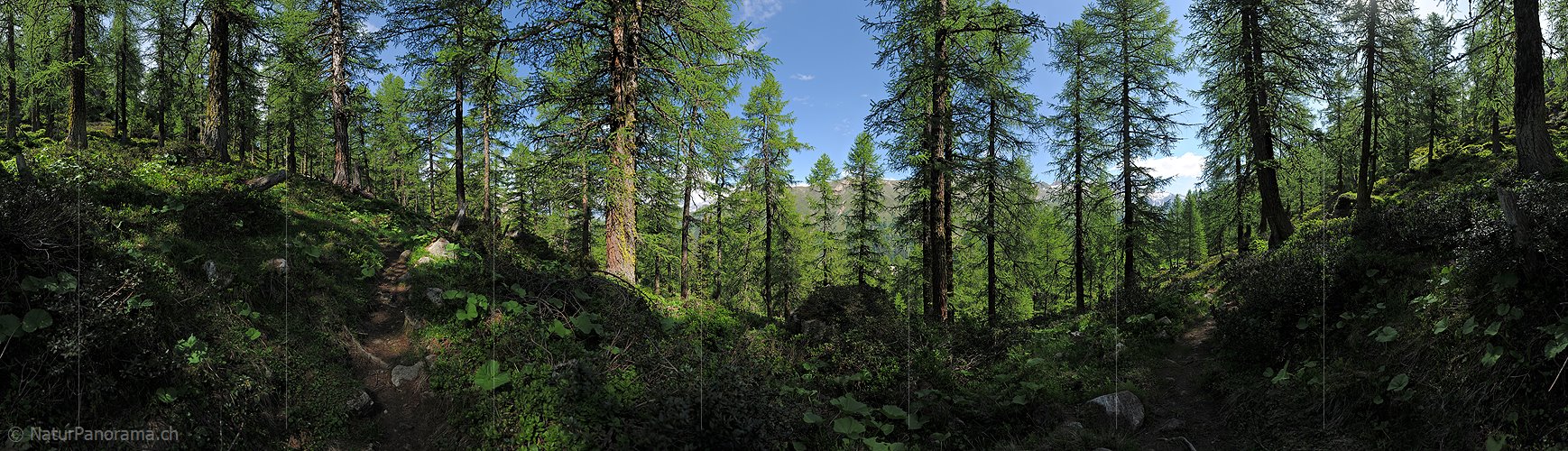 P014721: 360° Panoramabild Urtümlicher Lärchenwald (Sommer)