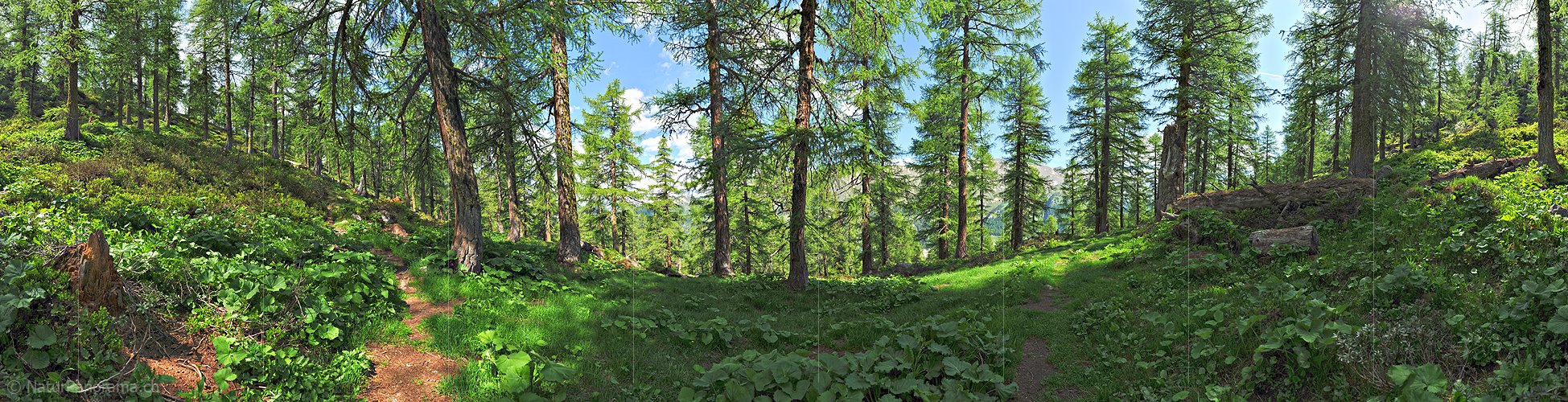 P014722c: 360° Panoramafoto Lärchenwald (Sommer)