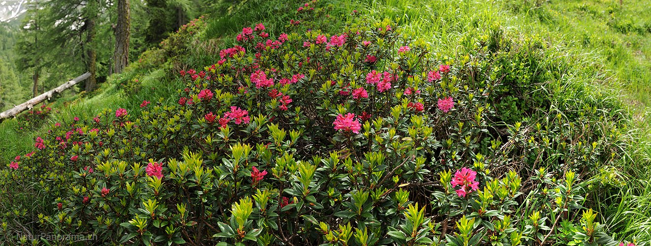 P014775: Panoramafoto Blühende Alpenrosen