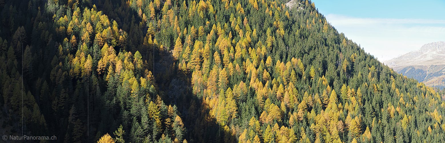 P015352: Panoramafoto Bergwald mit Lärchen und Tannen