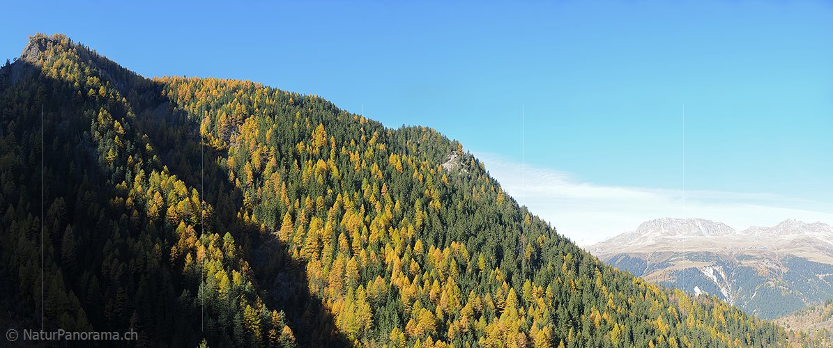 P015353: Panoramafoto Bergflanke mit Herbstwald