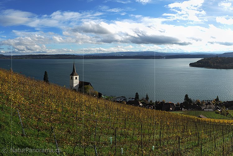 P015419a: Grossfoto Rebberge bei Ligerz (Bielersee)