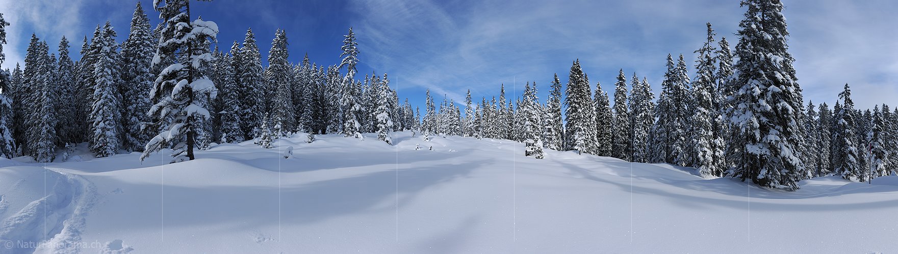 P015672: Panoramafoto Lichtung im frisch verschneiten Tannenwald