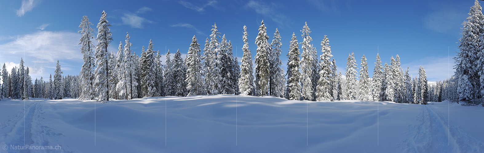 P015674: Panoramafoto Winter im Märchenwald
