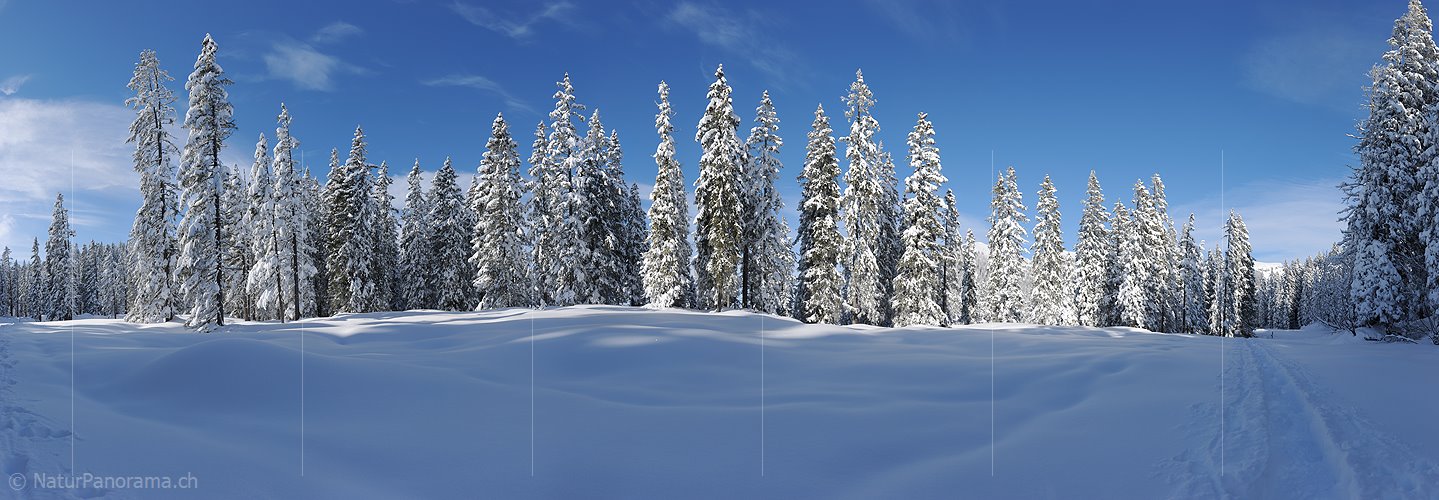 P015674h: Panoramafoto Winter im Märchenwald