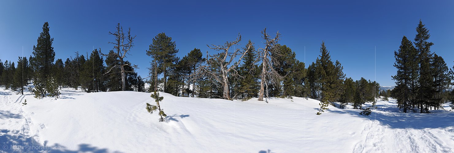 P015804: Hochauflösendes Foto Lichter Bergwald in schneebedecktem Hochmoor
