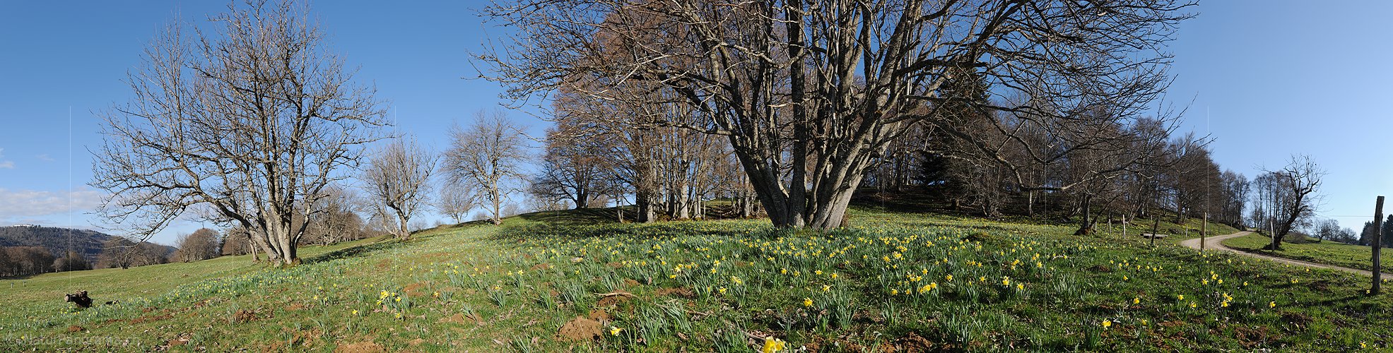 P015996: Panoramafoto Blühende Narzissen auf Juraweide