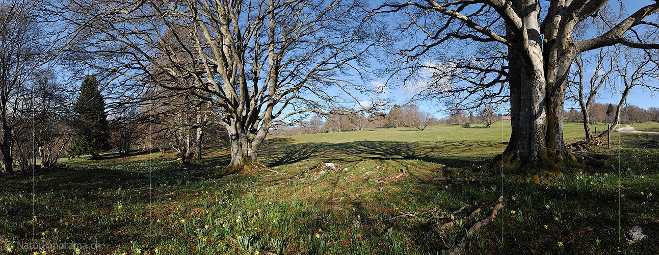 P015999: Panoramafoto Gruppe von knorrigen Bäumen
