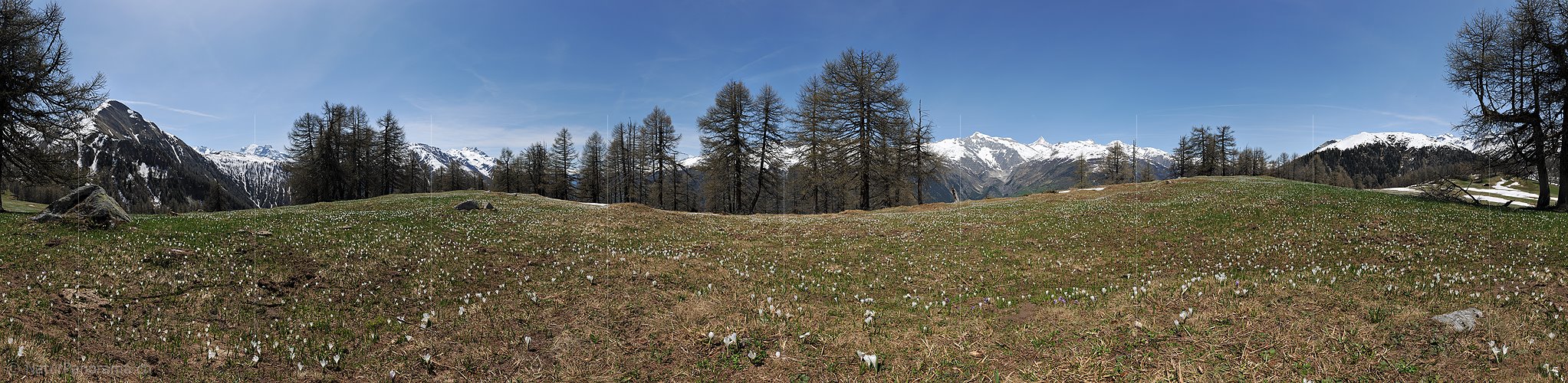 P016144: 360° Panoramafoto Krokuswiese in unberührter Berglandschaft