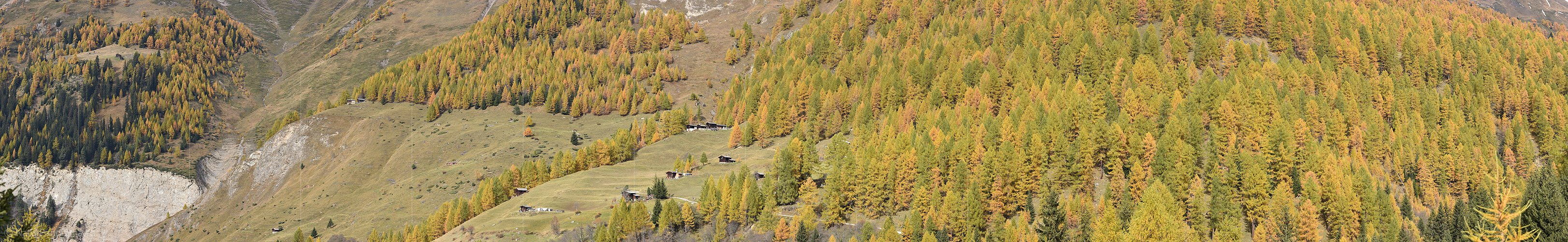 P016722: Panoramafoto Goldener Lärchenwald