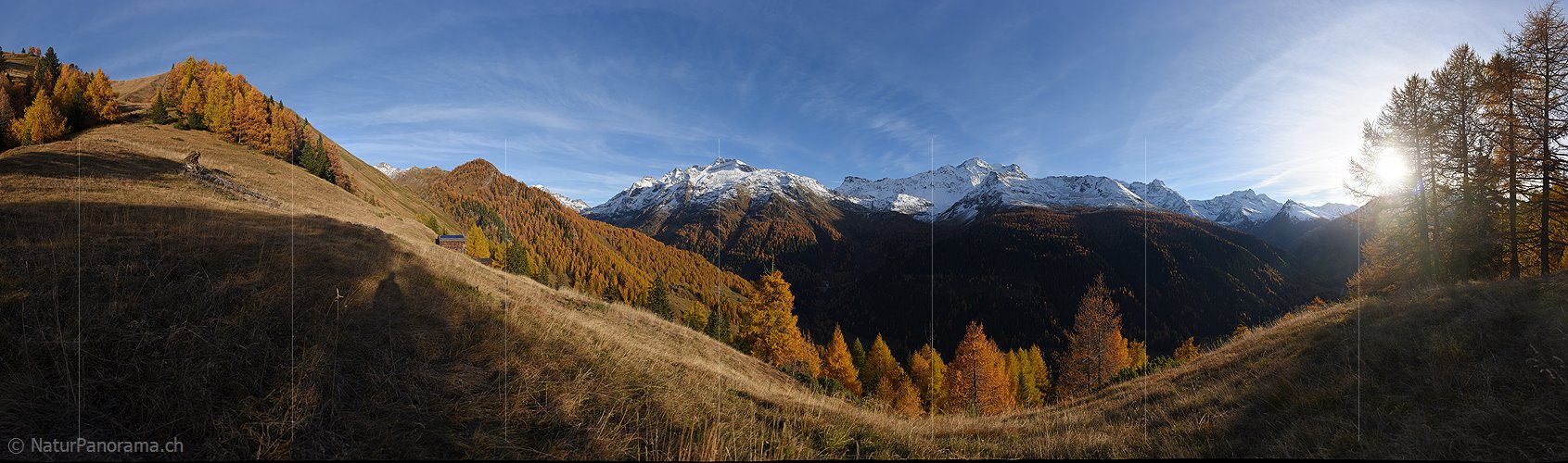 P016761: Panoramafoto Bergtal mit goldenem Lärchenwald