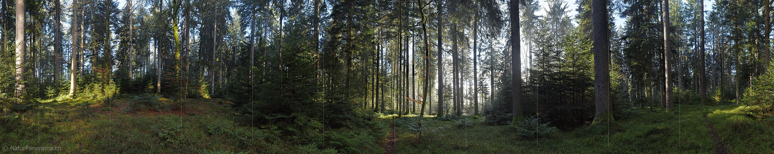P017351: 360° Panoramafoto Morgen im Wald