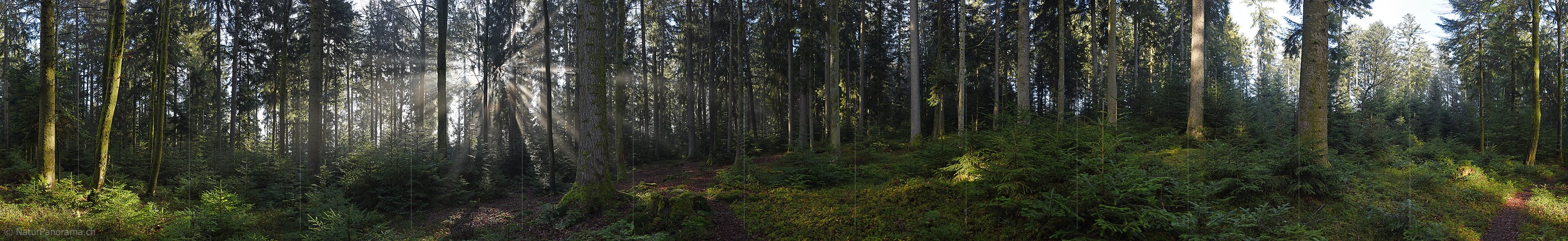 P017357: 360° Panoramafoto Lichtblick im Wald