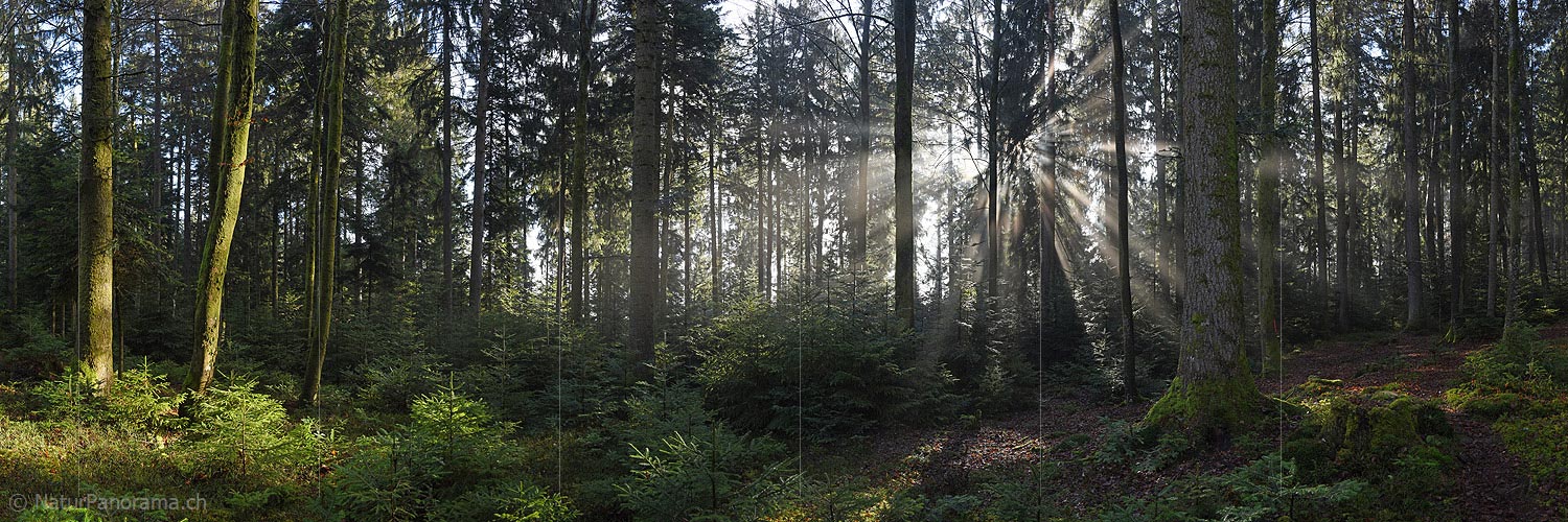 P017357a: Panoramic photo Beams in forest