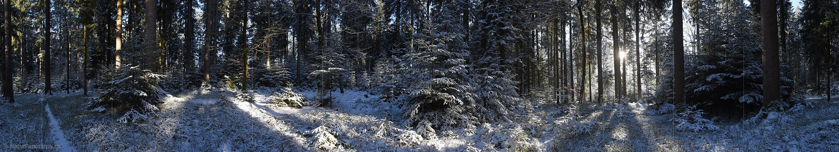 P017482: 360° Panoramafoto Winterwald