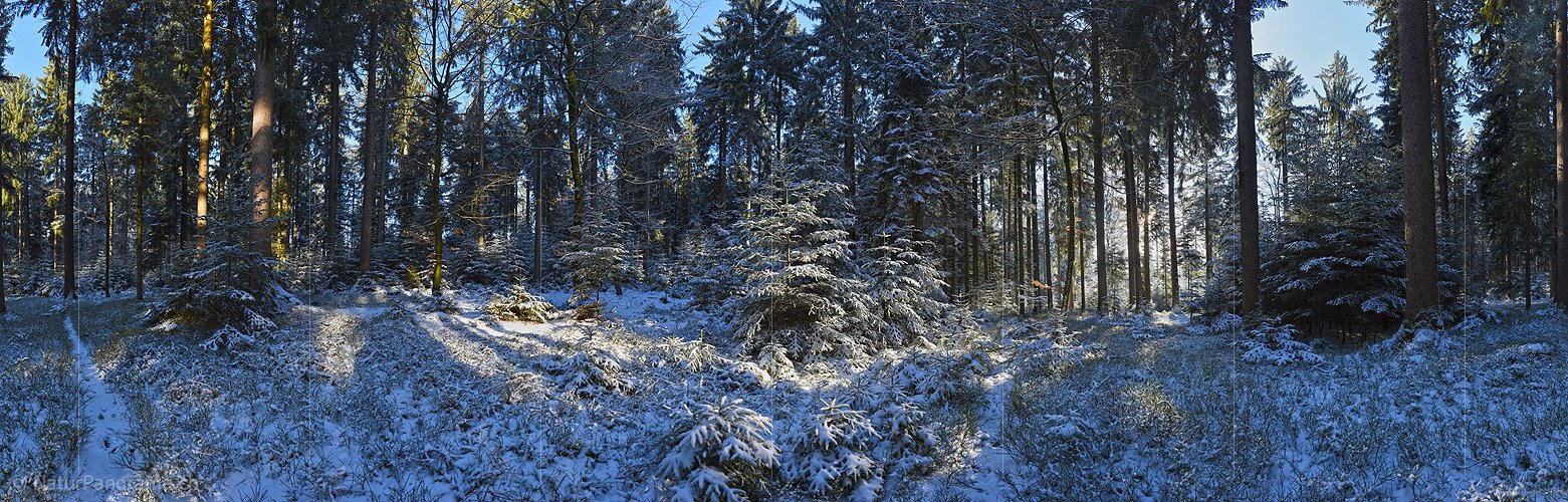 P017483: Panoramafoto Morgen im leicht verschneiten Winterwald