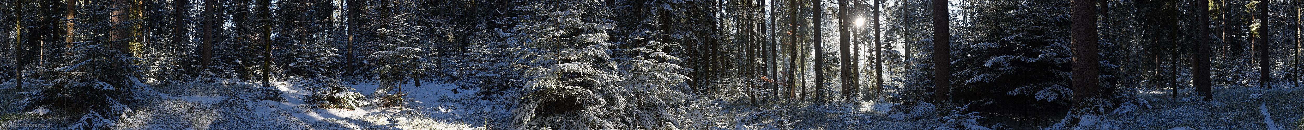 P017484: 360° Panorama image Winter forest