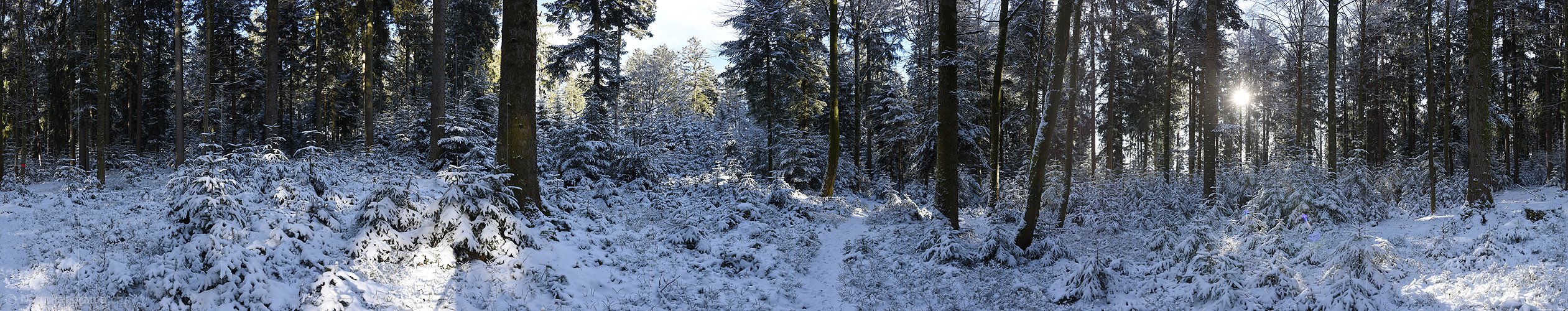 P017486: 360° Panoramabild Frisch verschneiter Tannenwald