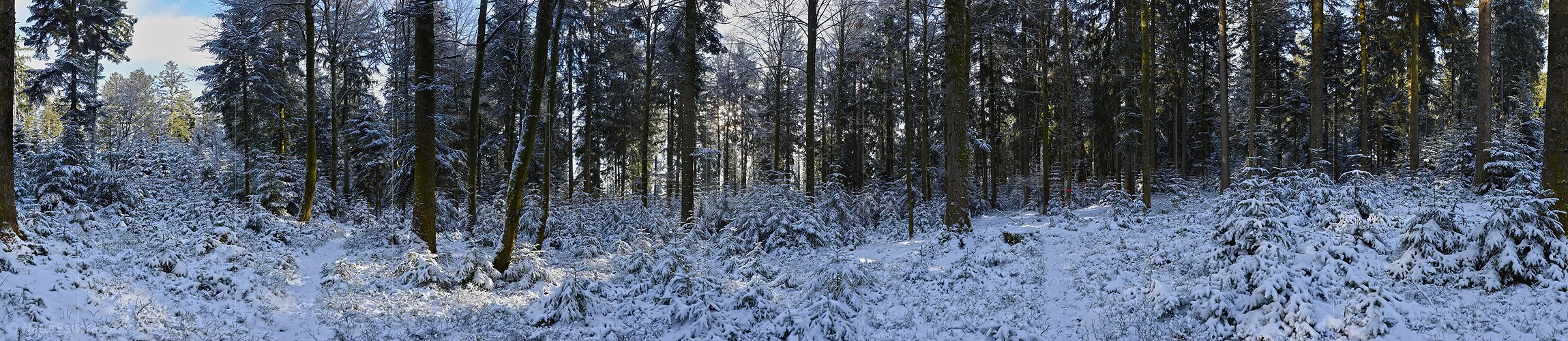 P017488: Panoramafoto Winterwald