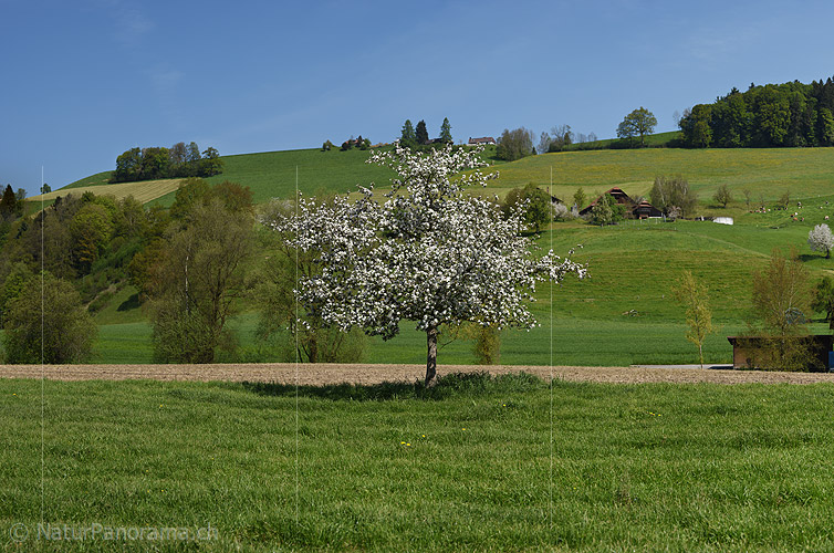 P017753a: Panoramafoto Blühender Apfelbaum