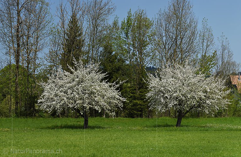 P017771a: Panoramafoto Zwei blühende Apfelbäume