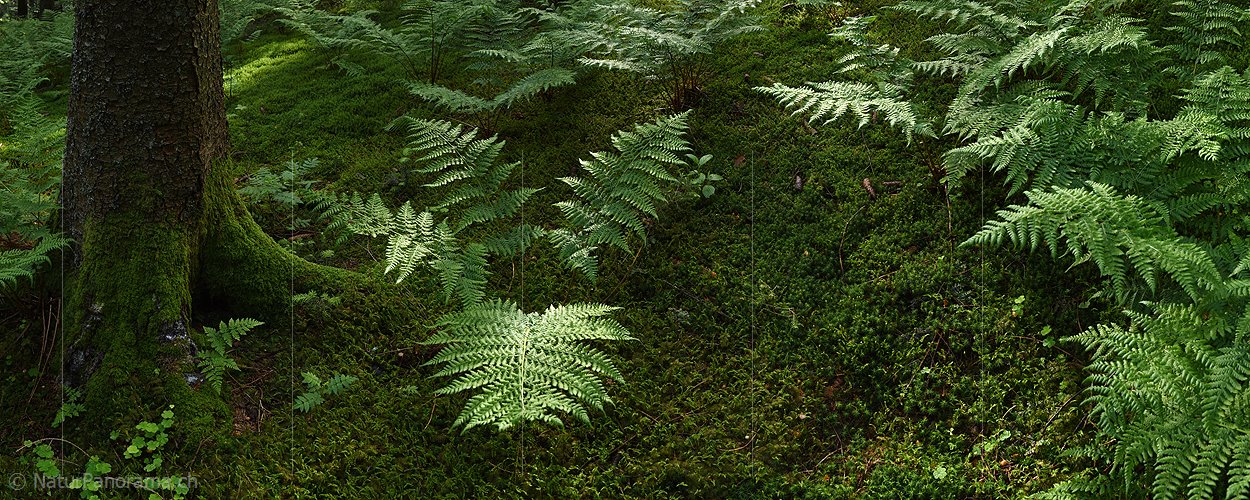 P017971: Panoramafoto Waldboden mit Farn und Baumstamm