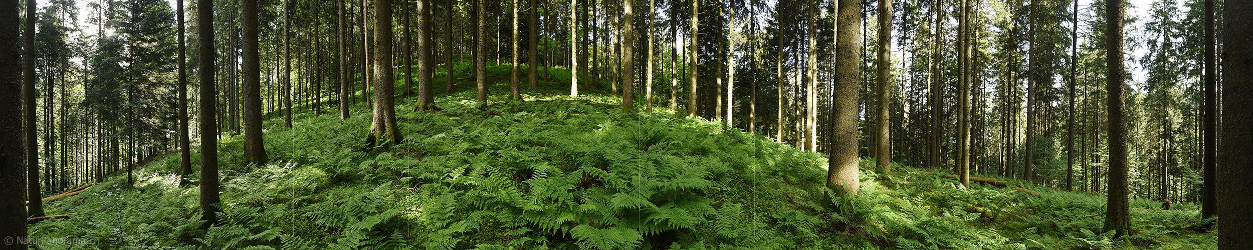P017978: 360° Panoramafoto Waldboden mit vielen Farnstöcken