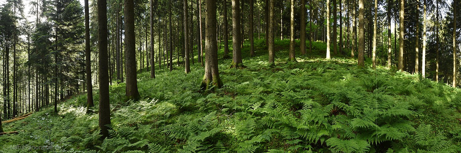 P017978a: Panoramafoto Waldboden mit vielen Farnstöcken