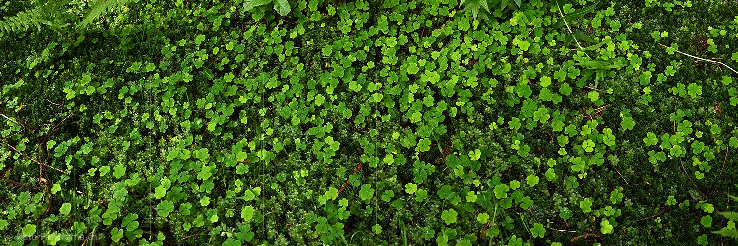 P017980: Panoramafoto Waldboden