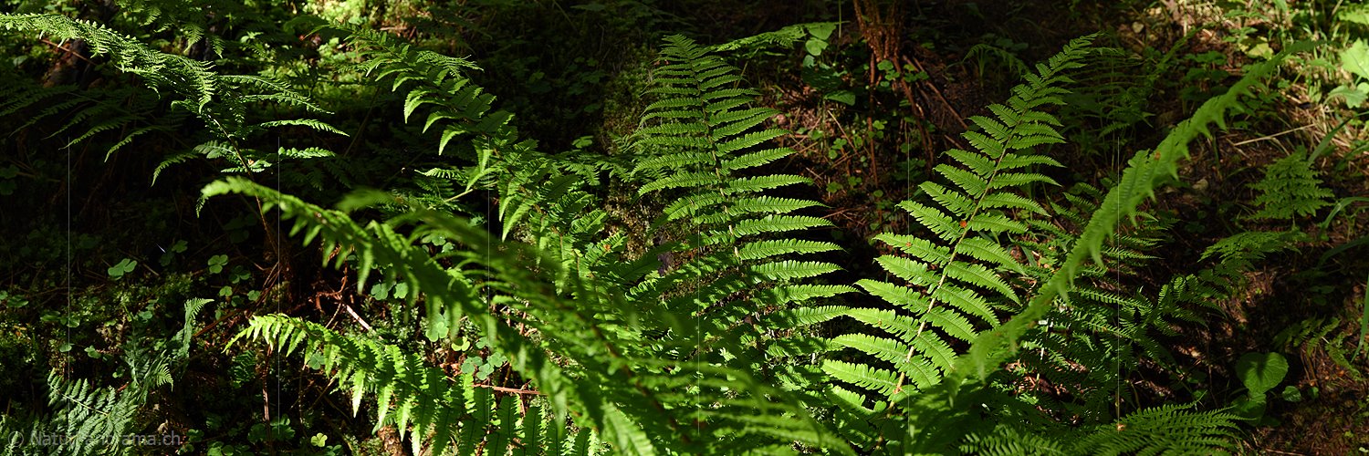 P017984: Panoramafoto Farn