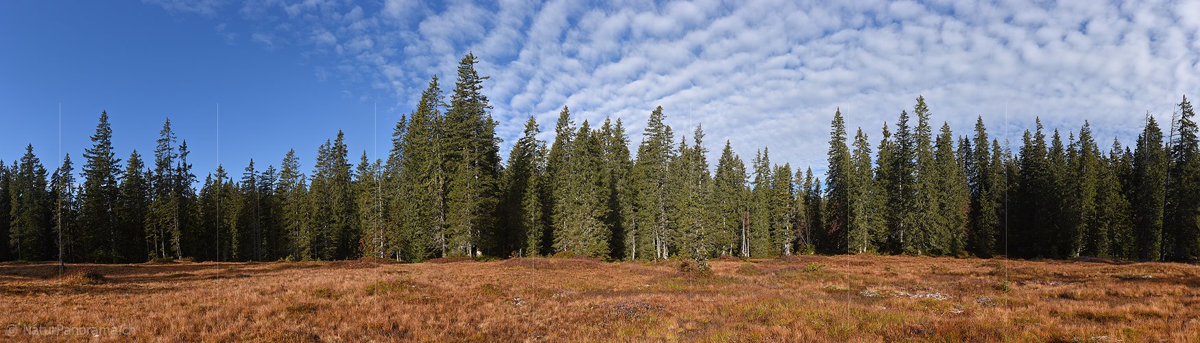 P018816: Hochaufgelöstes Panoramafoto Flache Lichtung im Bergwald
