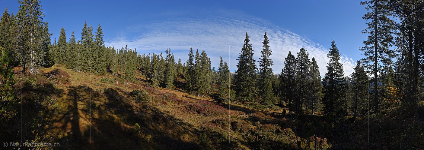 P018819: Grosses Panoramafoto Lichter Bergwald