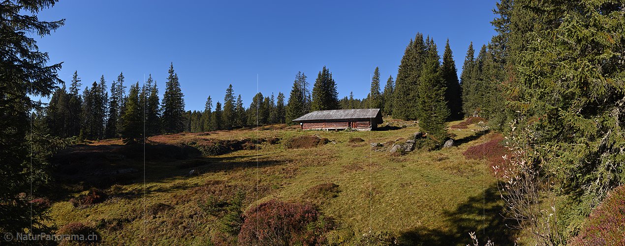 P018822: Grosses Panoramafoto Alphütte im lichten Bergwald