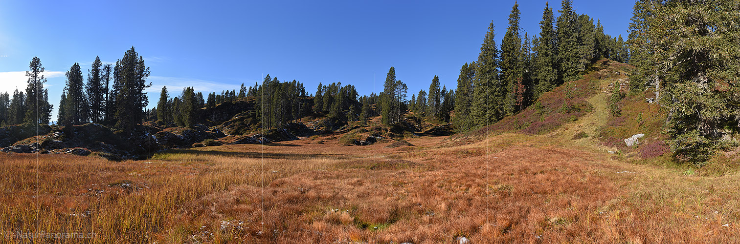 P018823: Grosses Panoramafoto Herbstlich gefärbte Alpweide im Bergwald