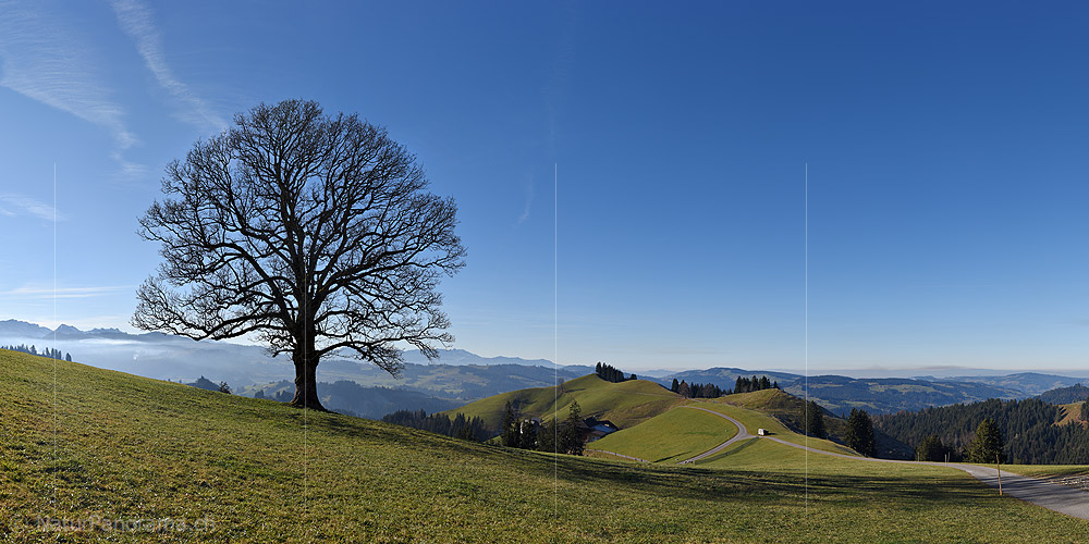 P019056: Panorama photo Well-shaped single tree in landscape