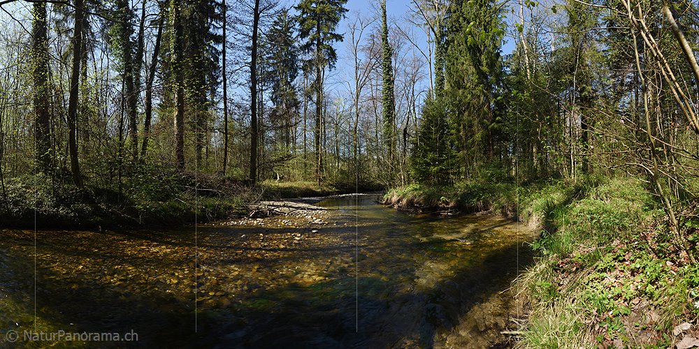 P019556: Panoramafoto Bach in Auenlandschaft
