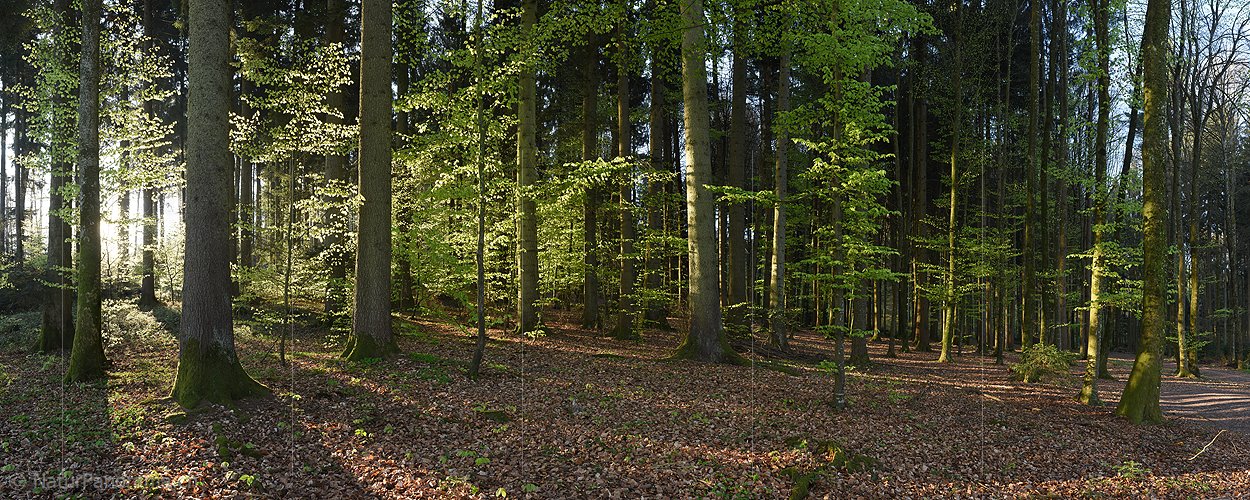 P019562: Panoramafoto Streiflicht im Frühlingswald