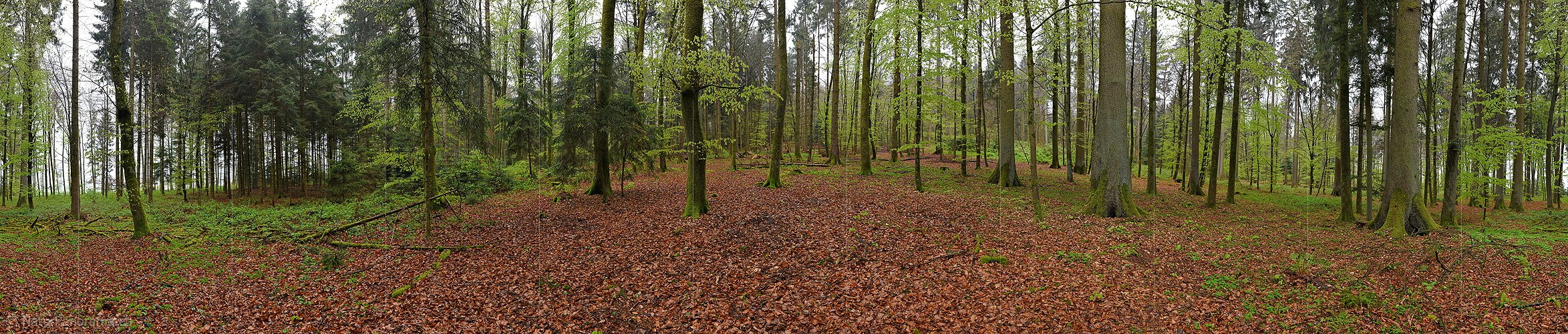 P019584: 360° Panoramafoto Frühlingswald