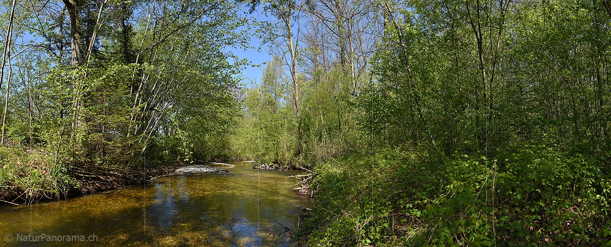P019613: Panoramafoto Wasserlauf im Frühlingswald
