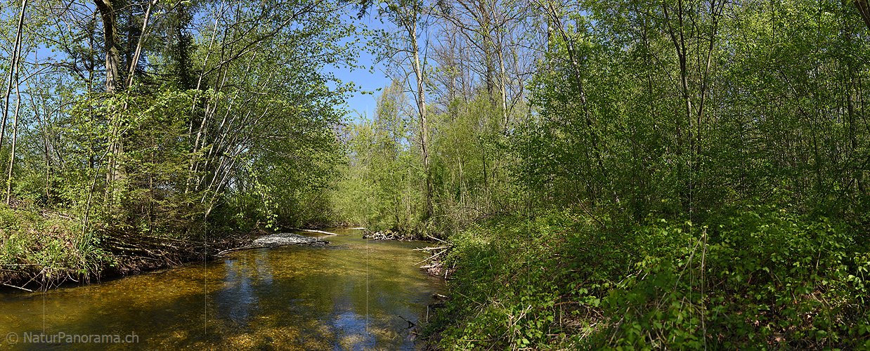 P019613a: Panoramafoto Wasserlauf im frühlingshaften Auenwald